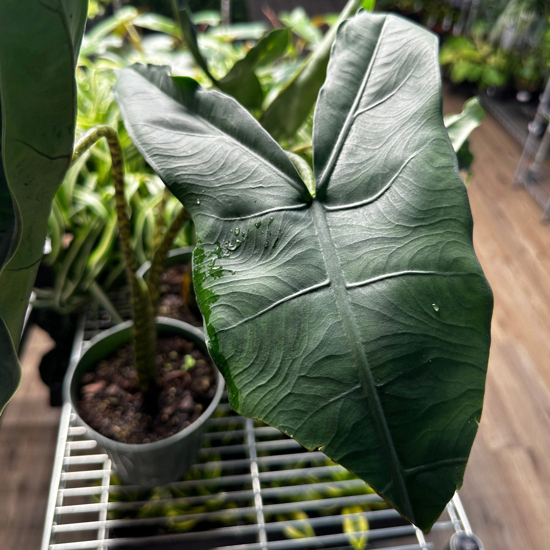 Alocasia Tigrina Superba