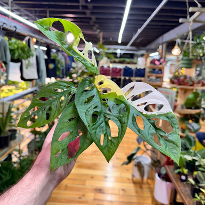 Monstera Adansonii Variegated