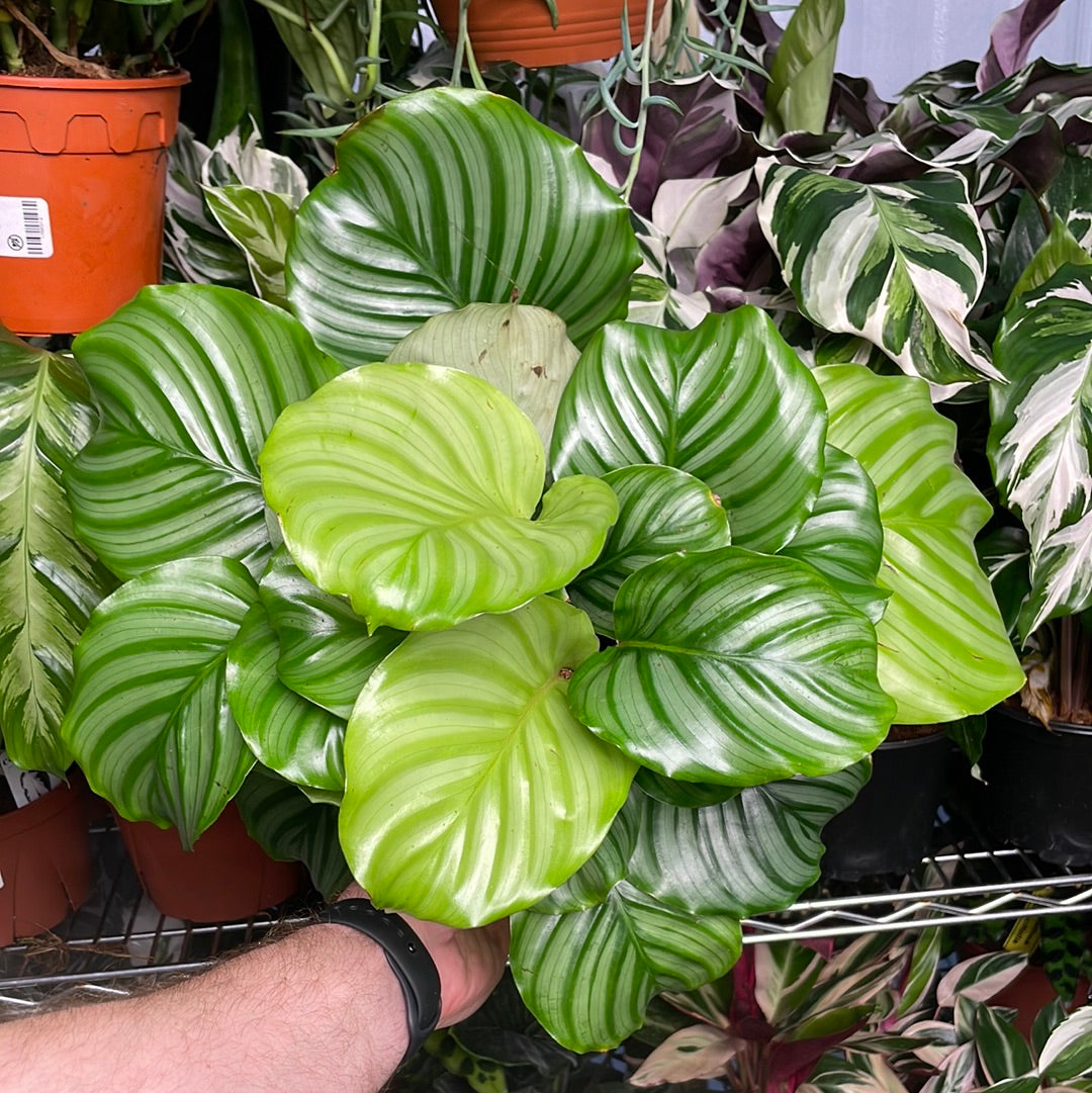 Calathea Orbifolia