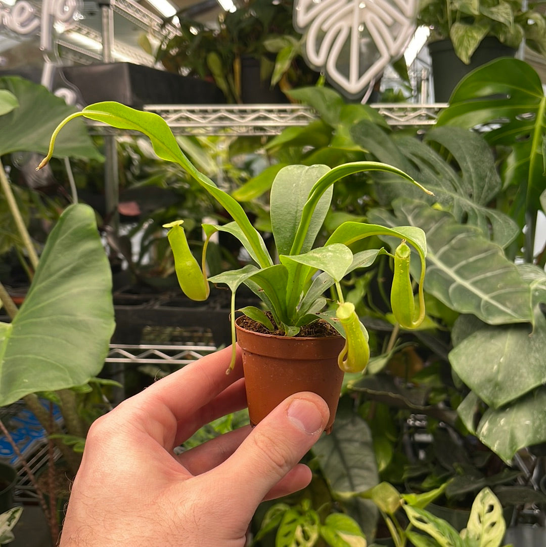 Nepenthes Pitcher Plant