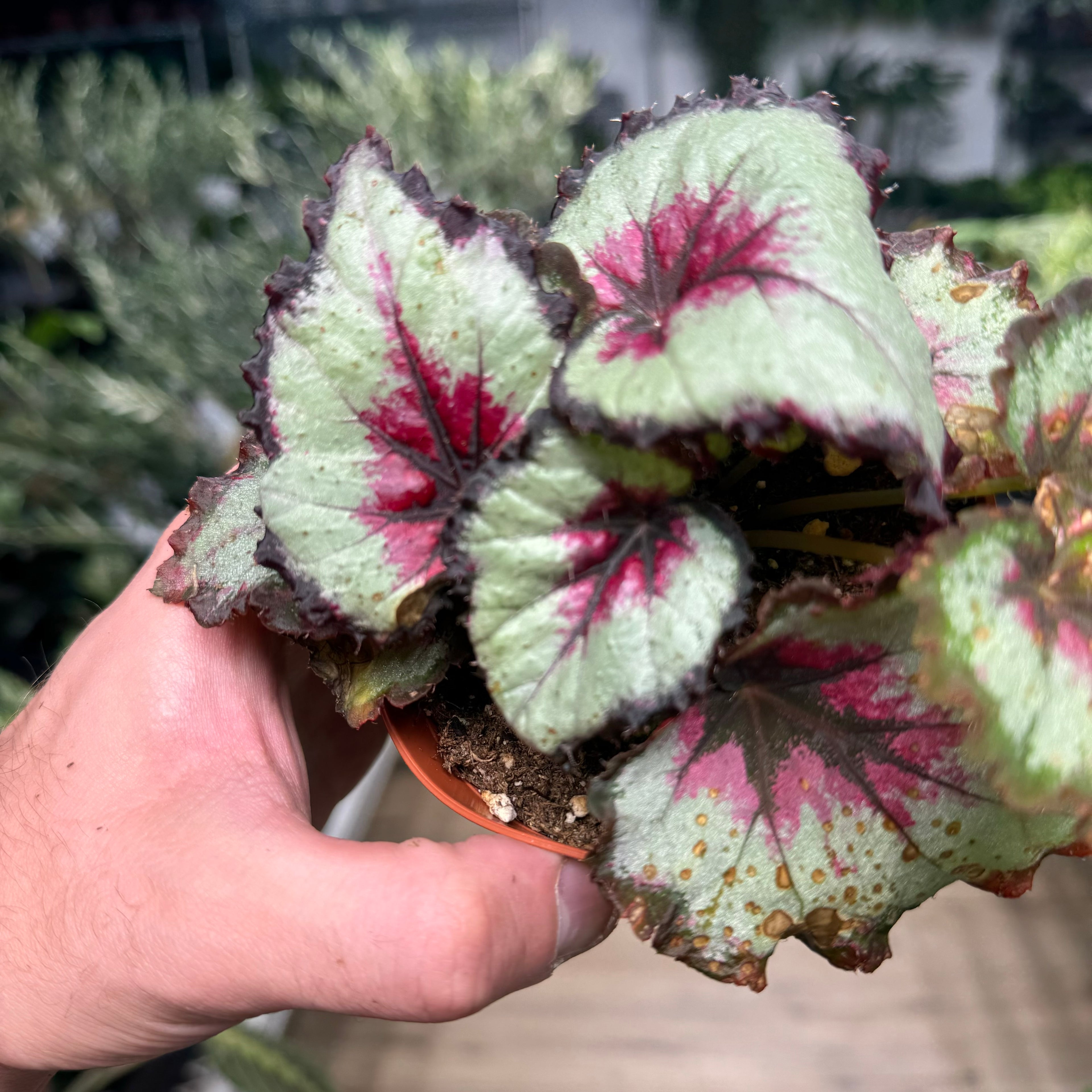 Begonia Harmony&