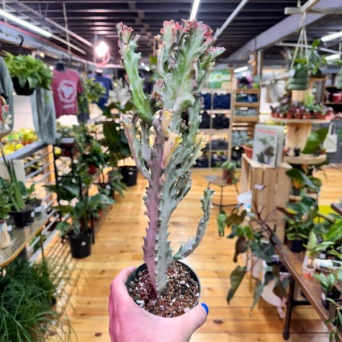 Euphorbia Lactea Ghost