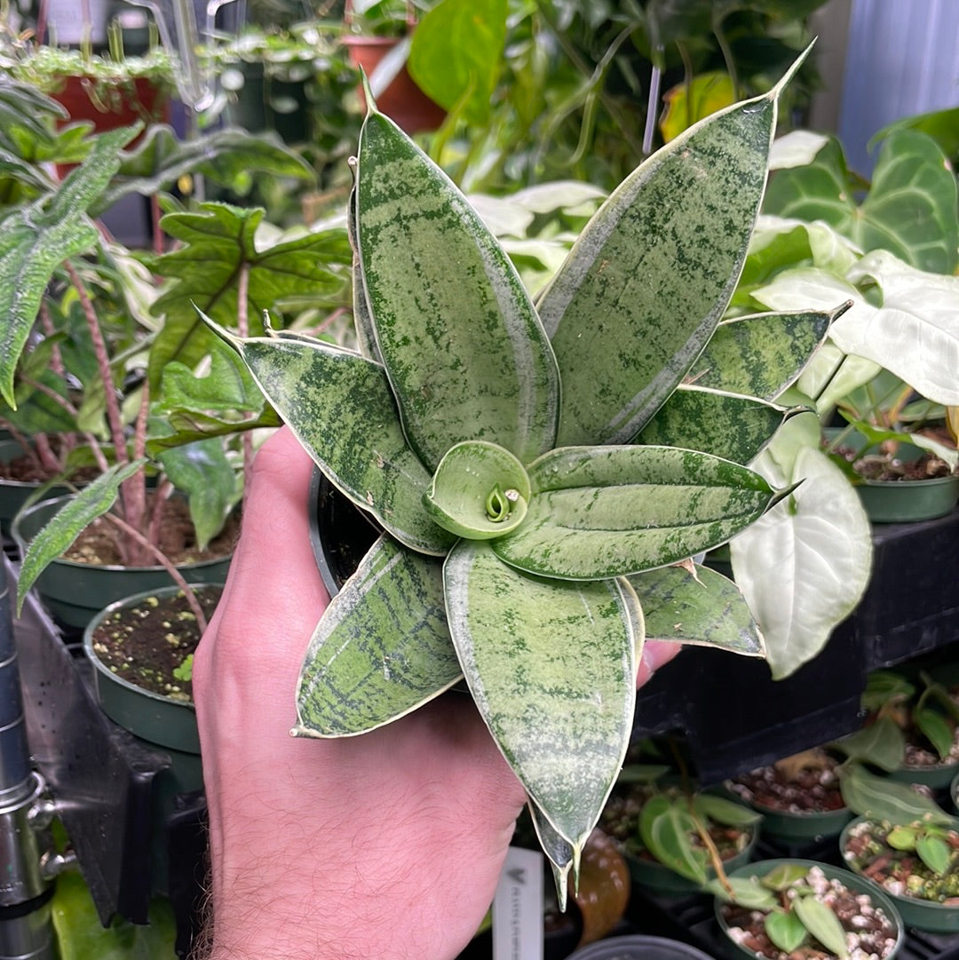 Sansevieria Night Owl Silver