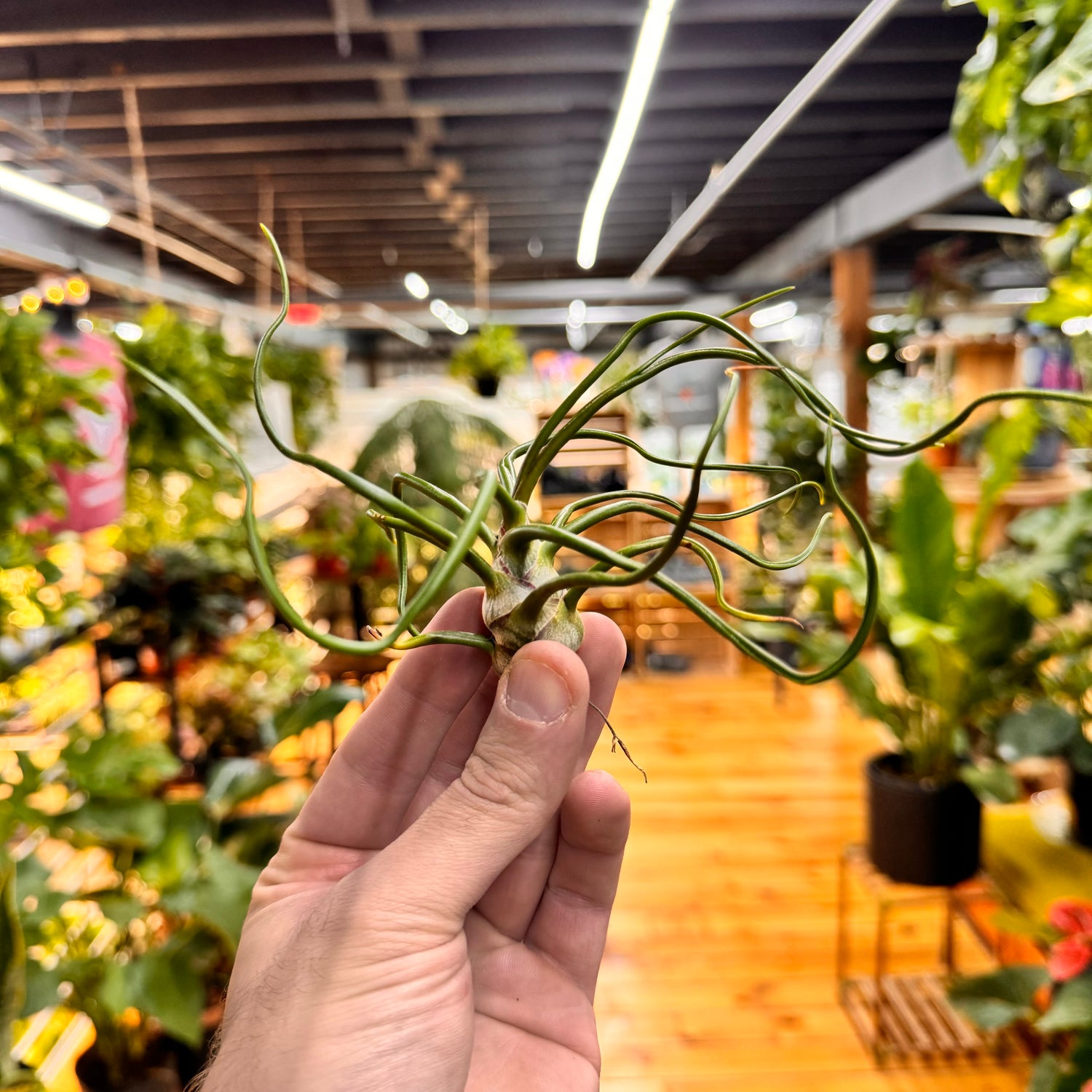 Bulbosa Belieze Air Plant