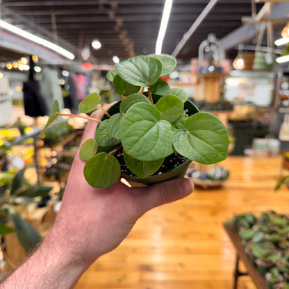Peperomia Rana Verde