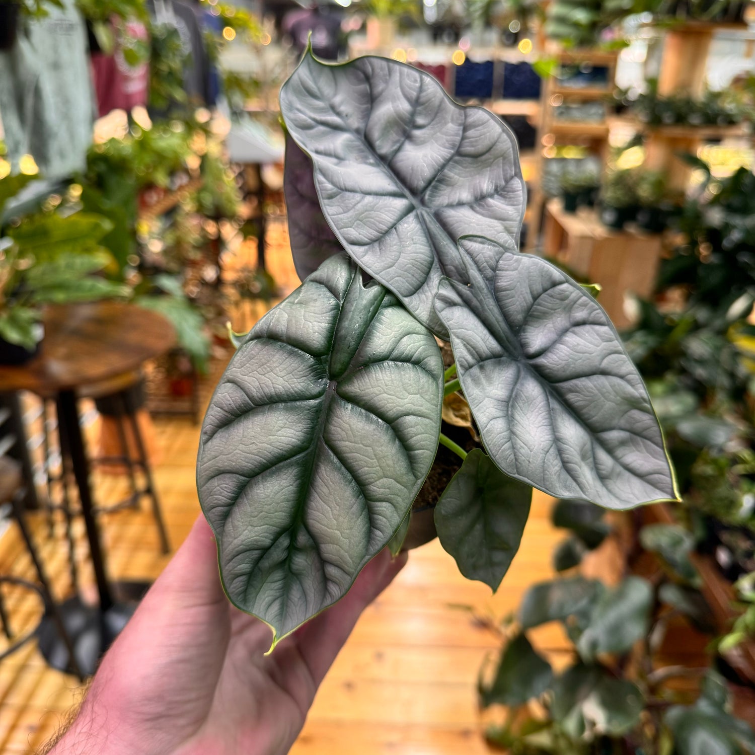 Alocasia Silver Dragon