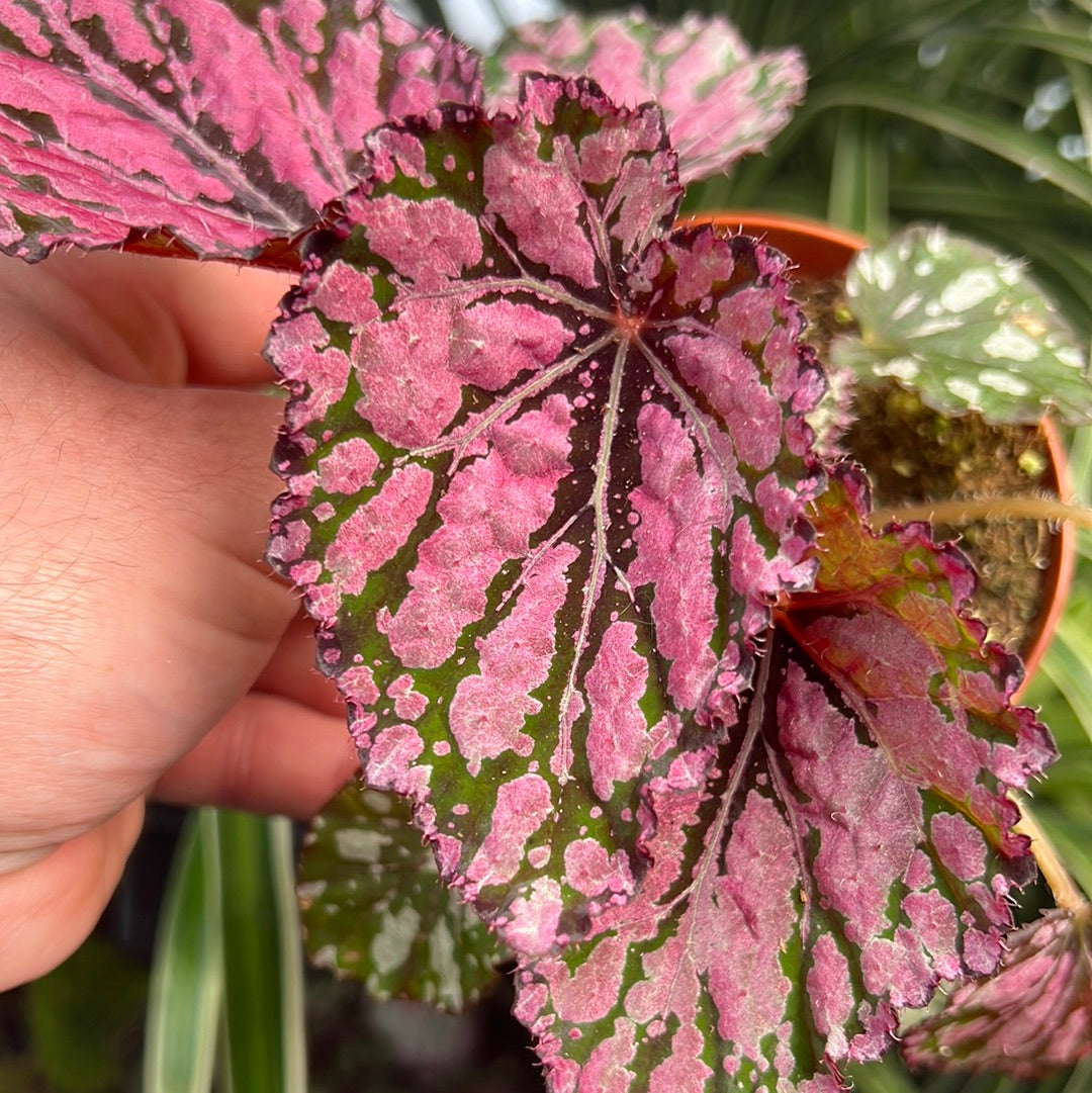 Begonia Harmony Ember