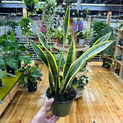 Sansevieria Laurentii