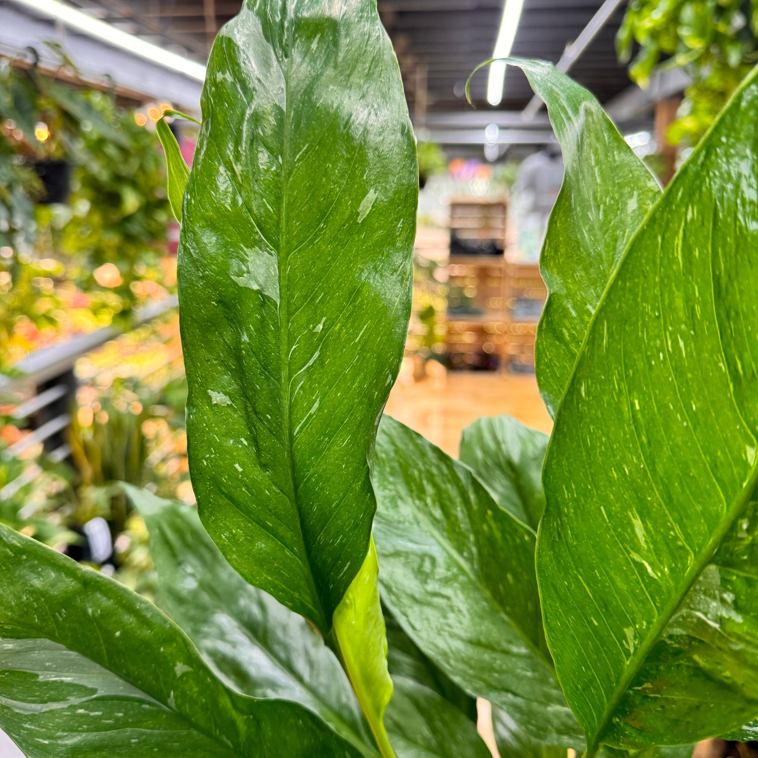 Domino Peace Lily Variegated