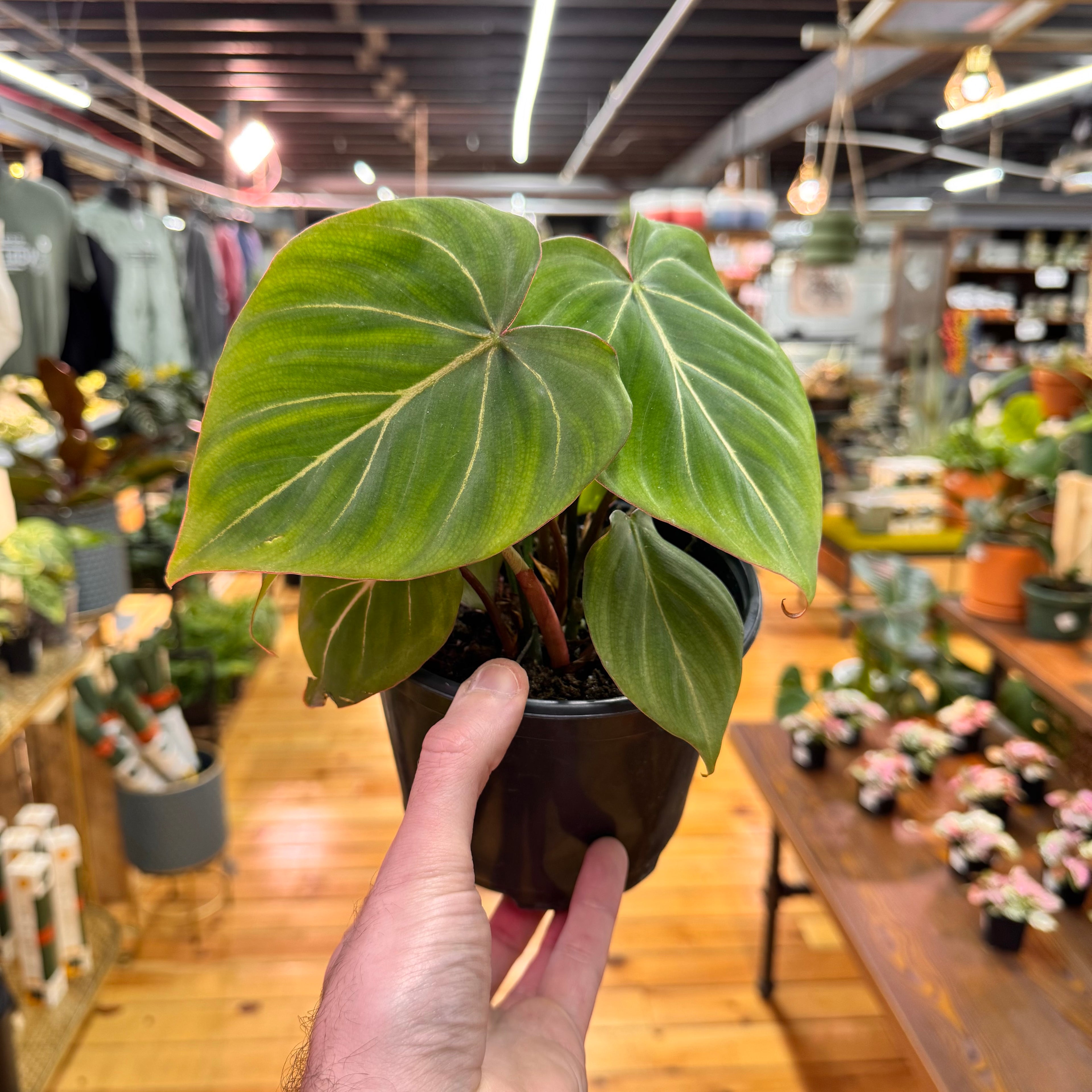 Philodendron Gloriosum