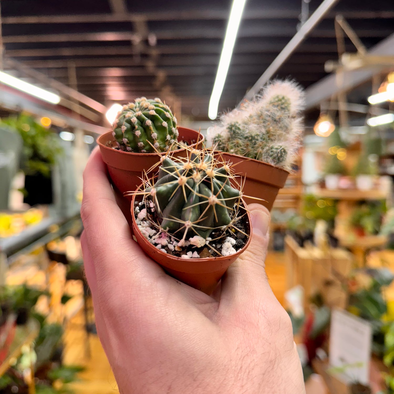 Assorted Small Cactus