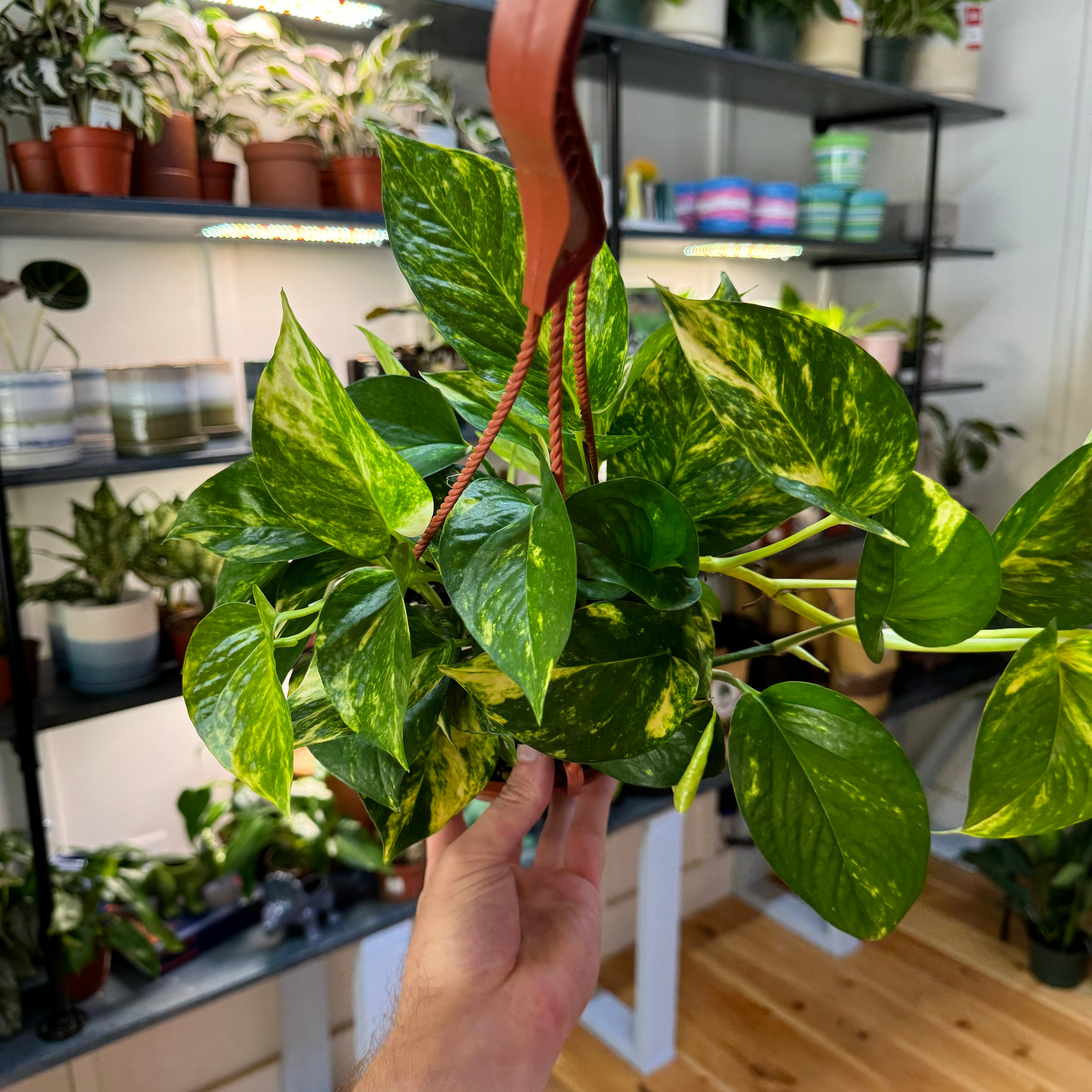 Pothos Hawaiian