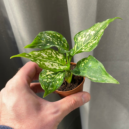 Aglaonema Brevispathum