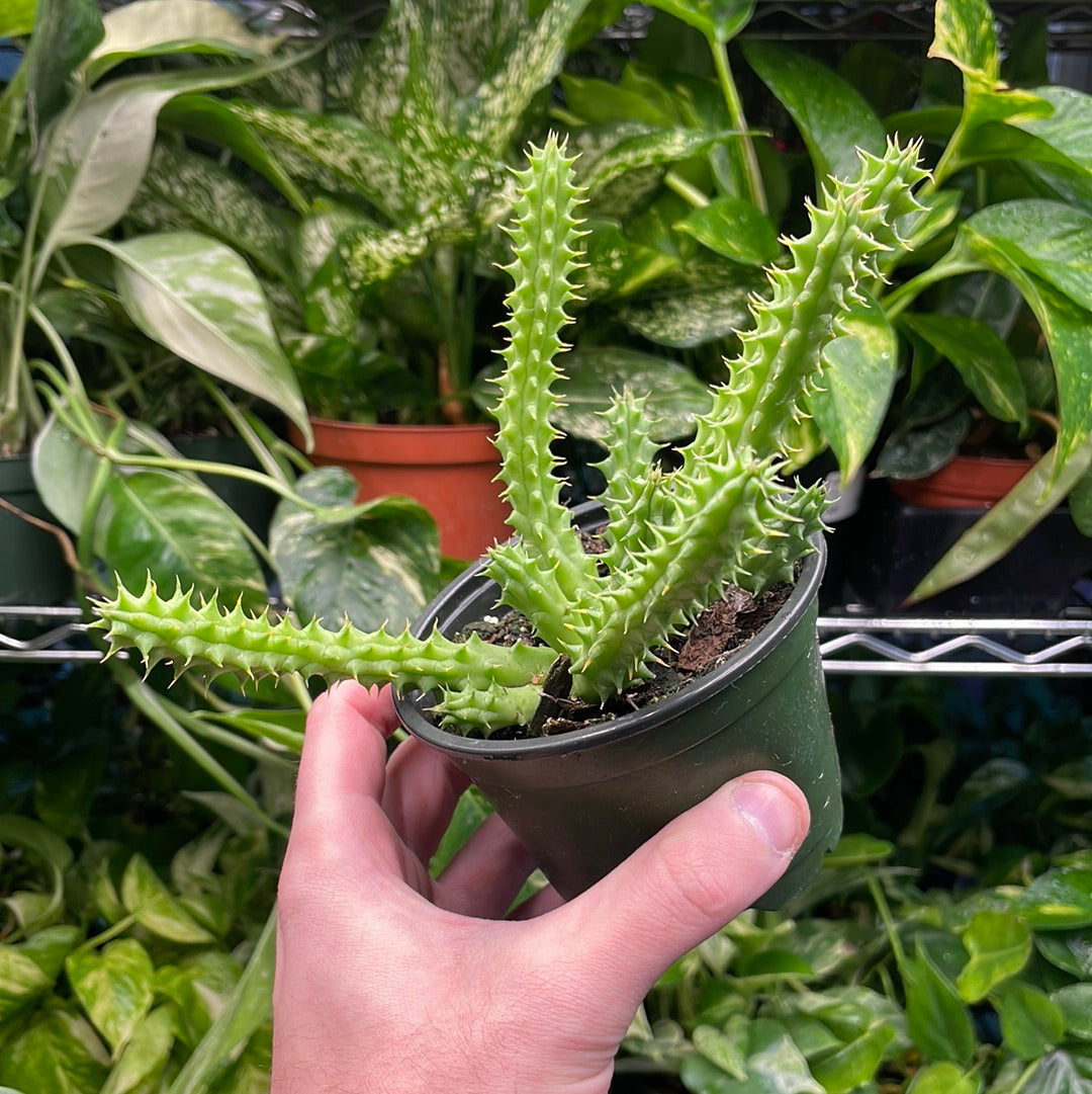 Huernia Schneideriana