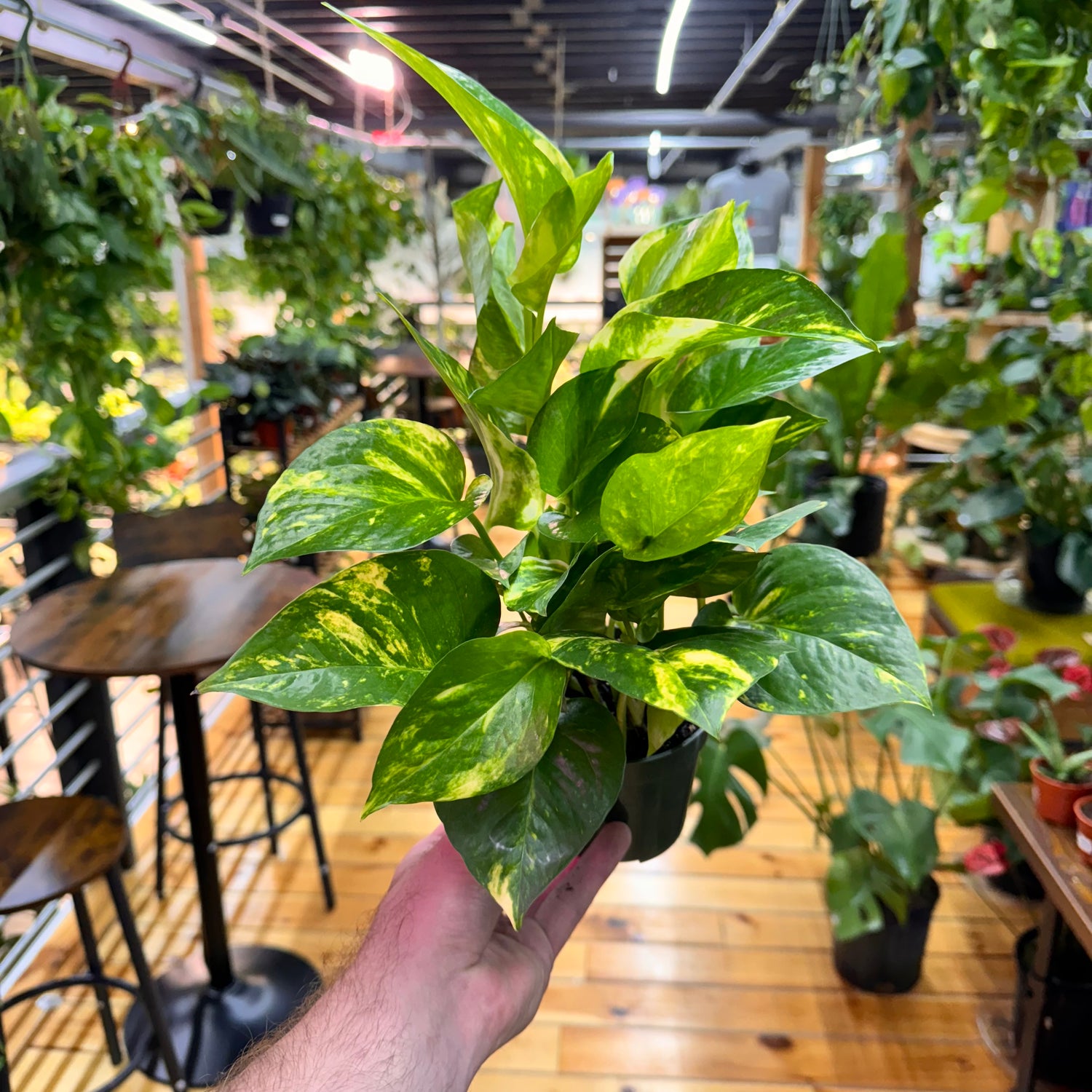 Pothos Hawaiian