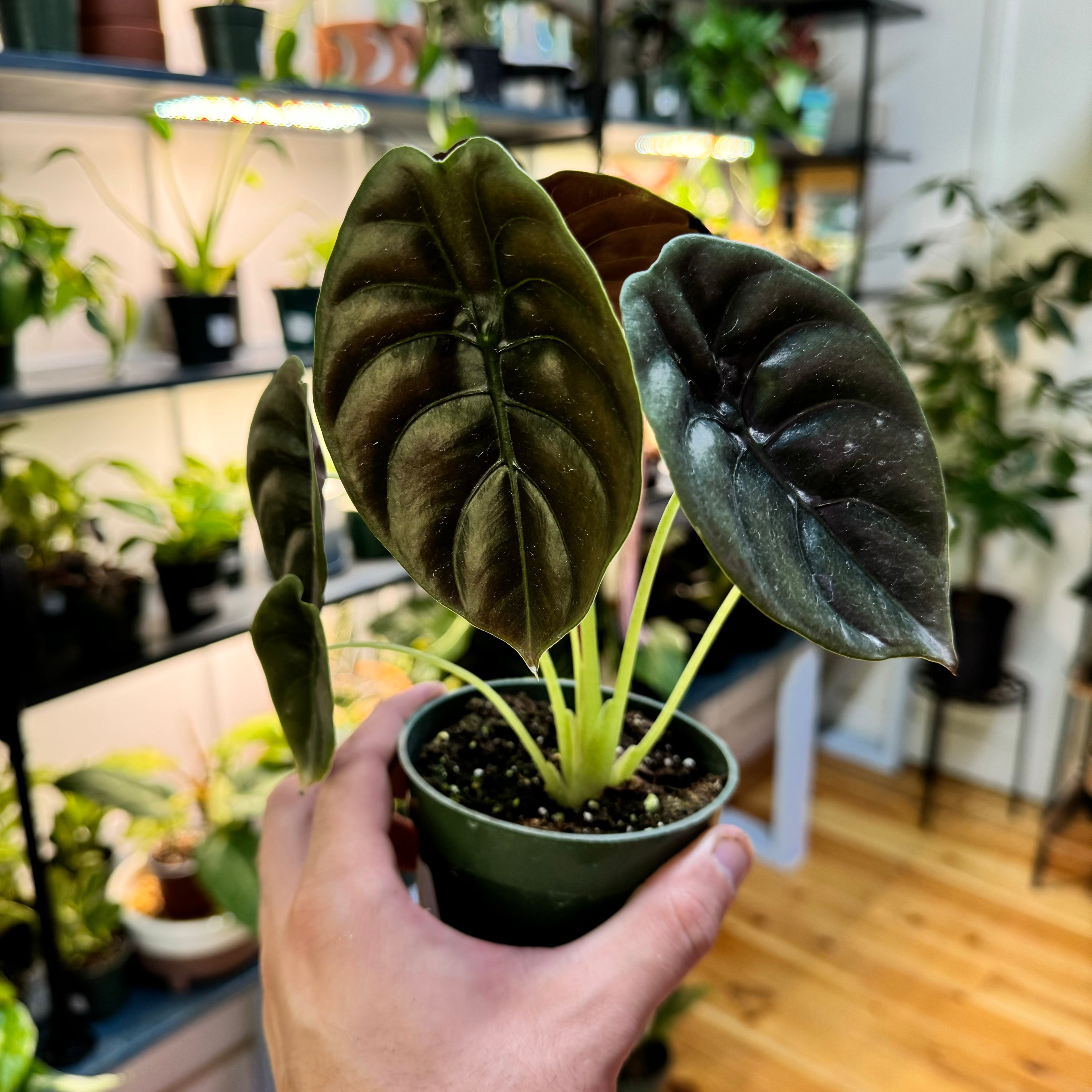 Alocasia Cuprea