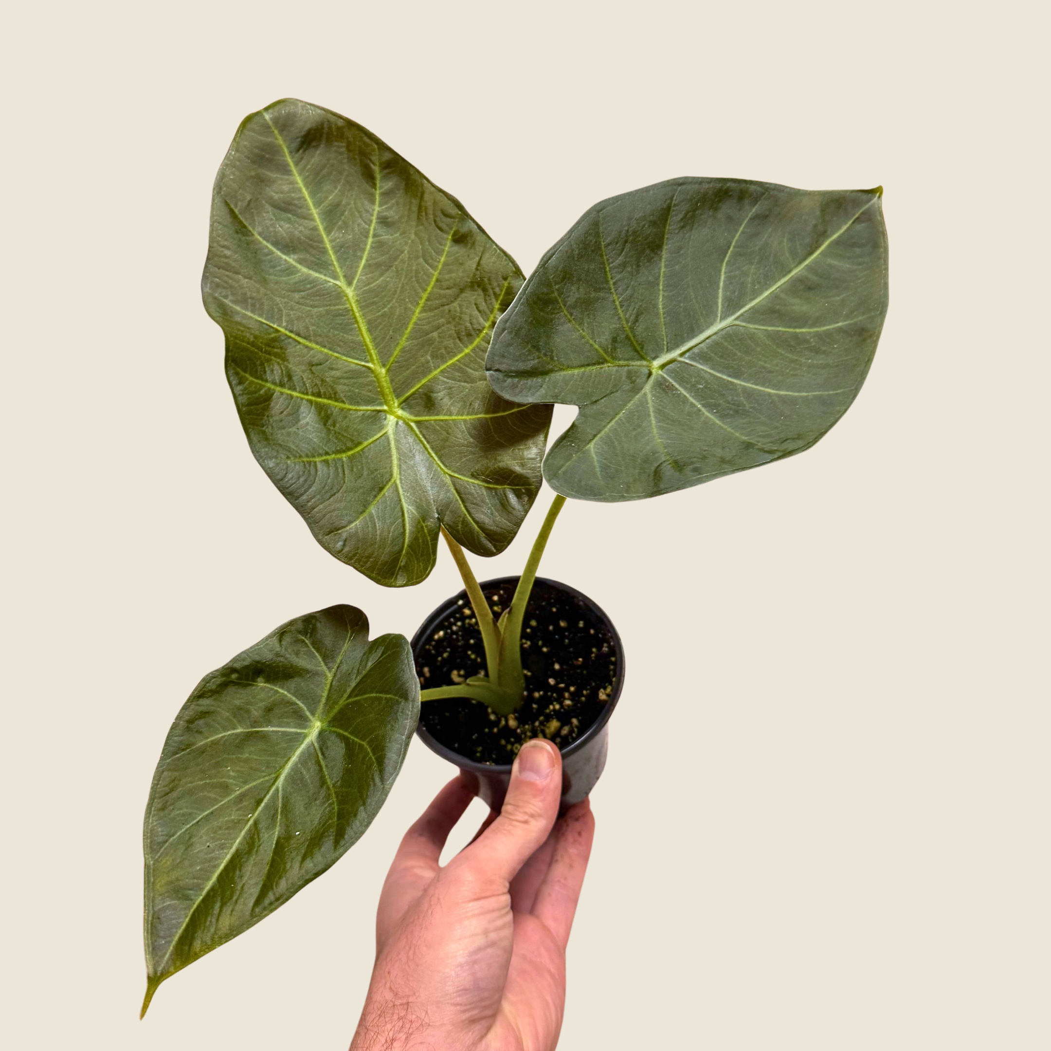 Alocasia Regal Shields