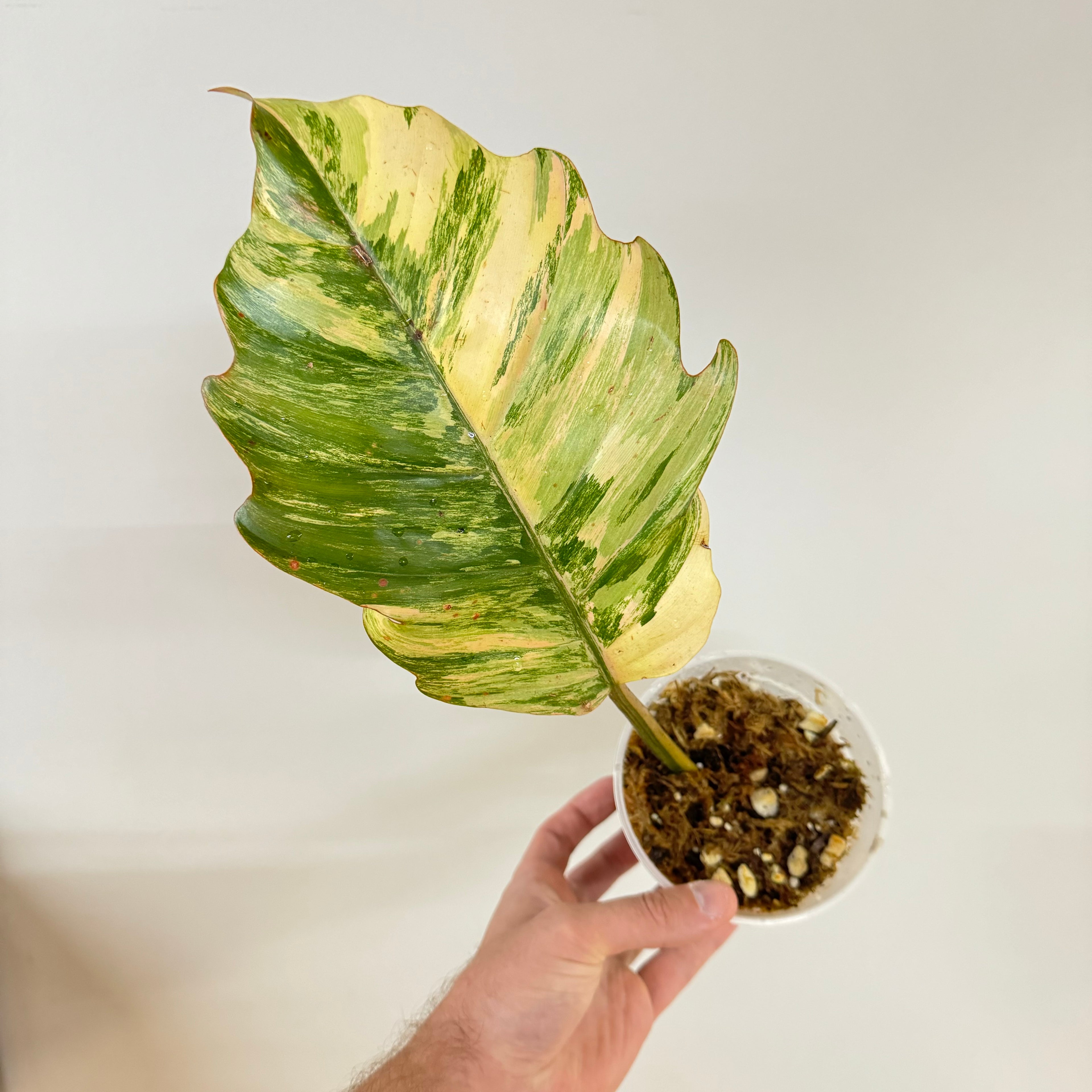 Philodendron Caramel Marble