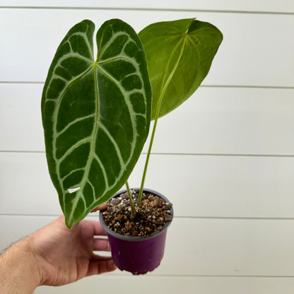 Anthurium Magnificum Radiante