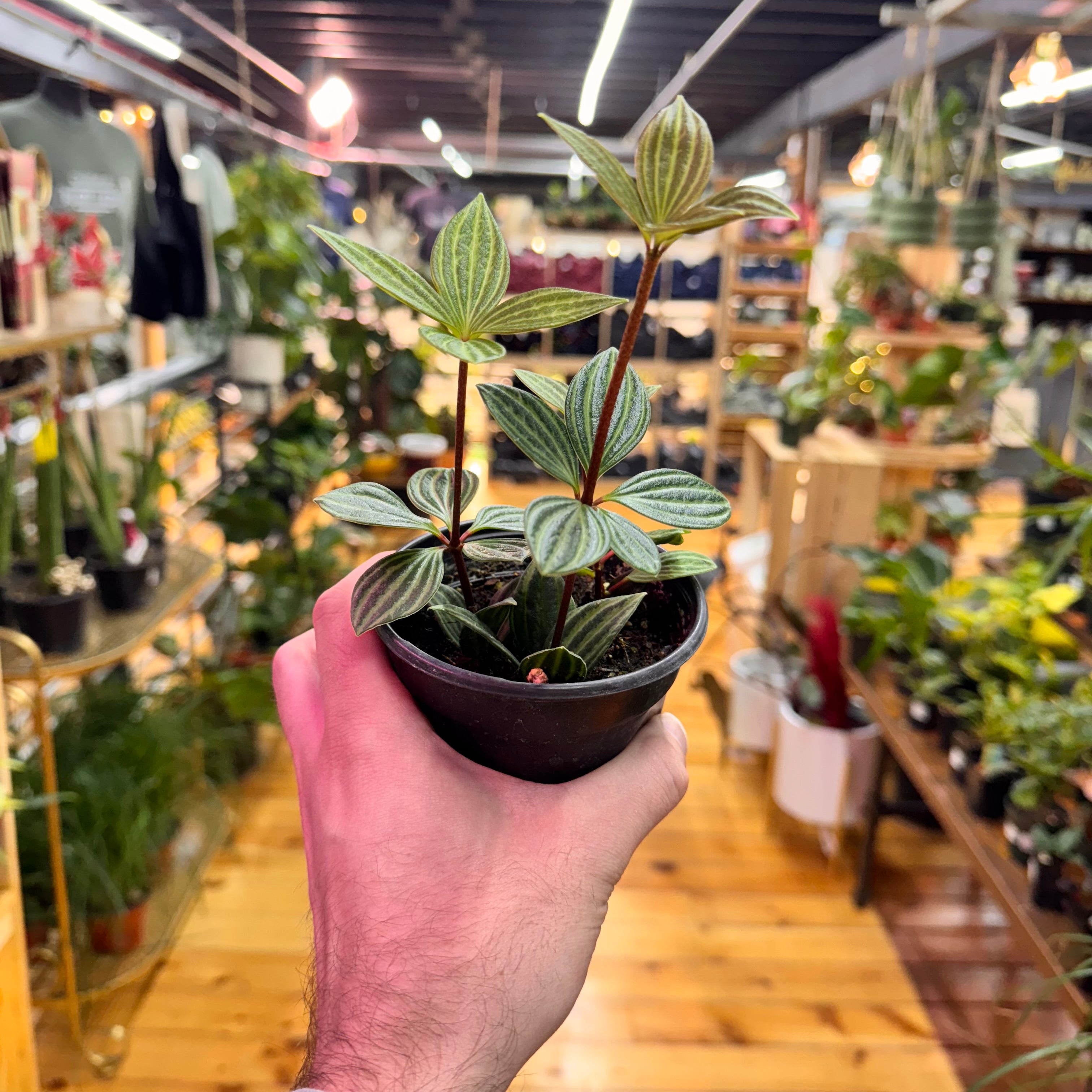 Peperomia Stilt