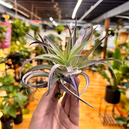 Plagiotropica Air Plant