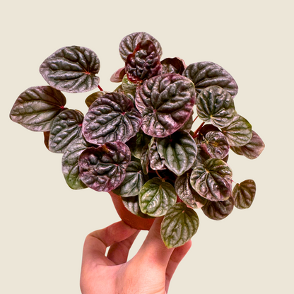 Peperomia Luna Red