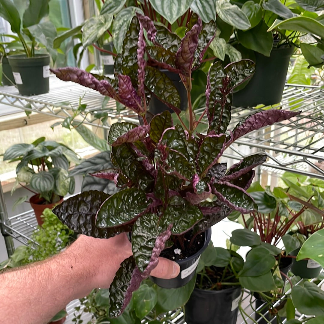 Strobilanthes Purple Waffle