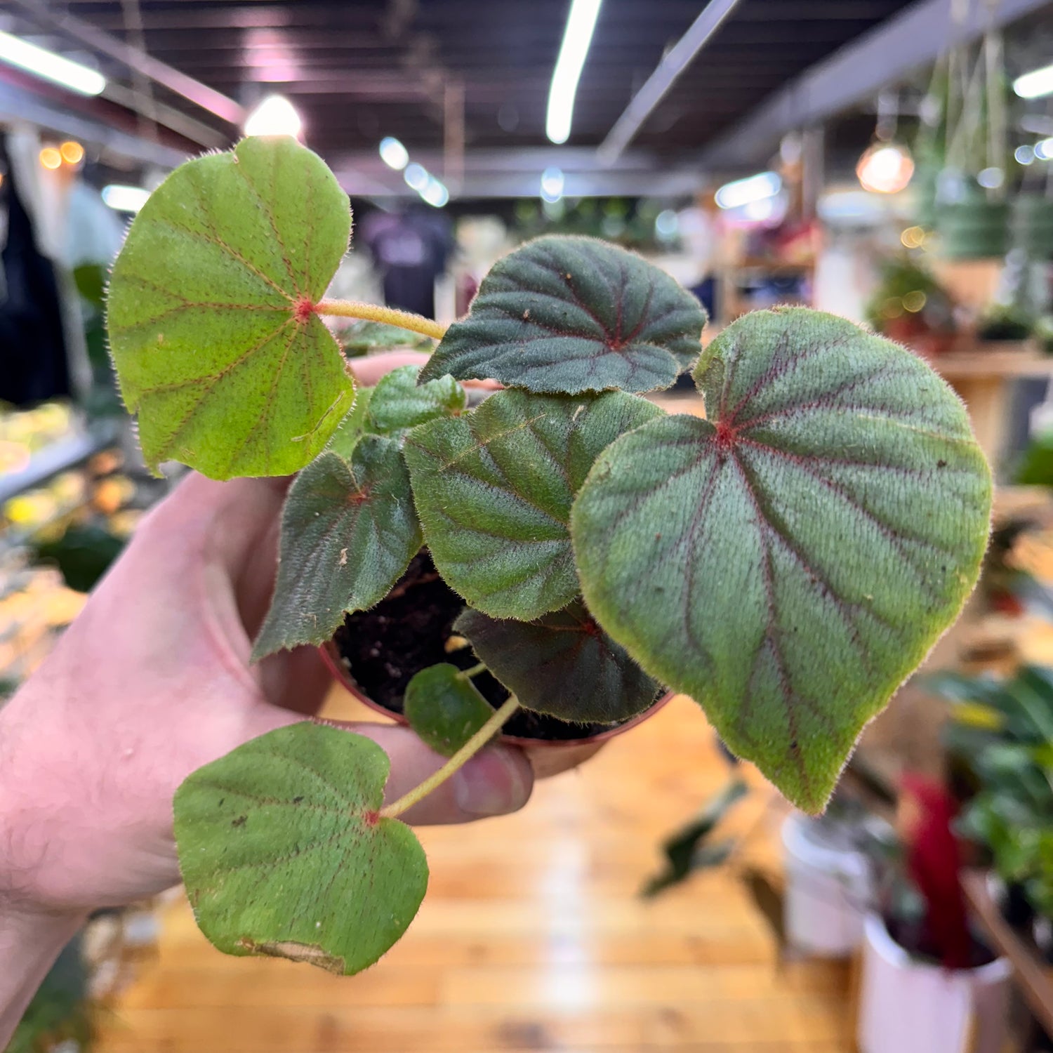 Begonia Sericoneura var. Lindleyana