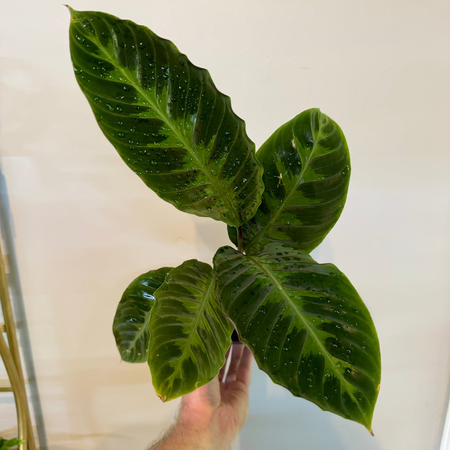 Calathea Warscewiczii