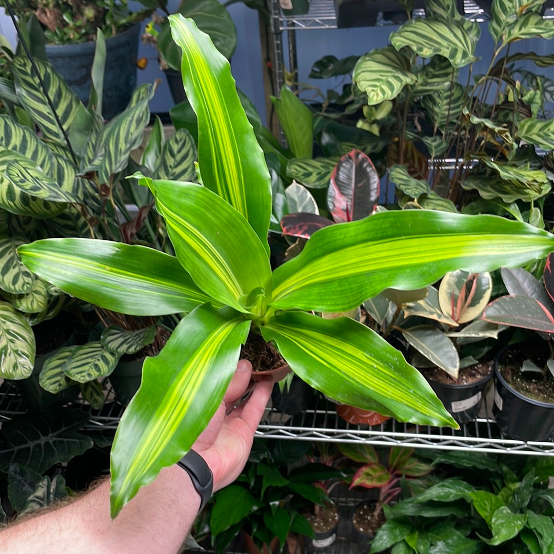 Dracaena Giganta