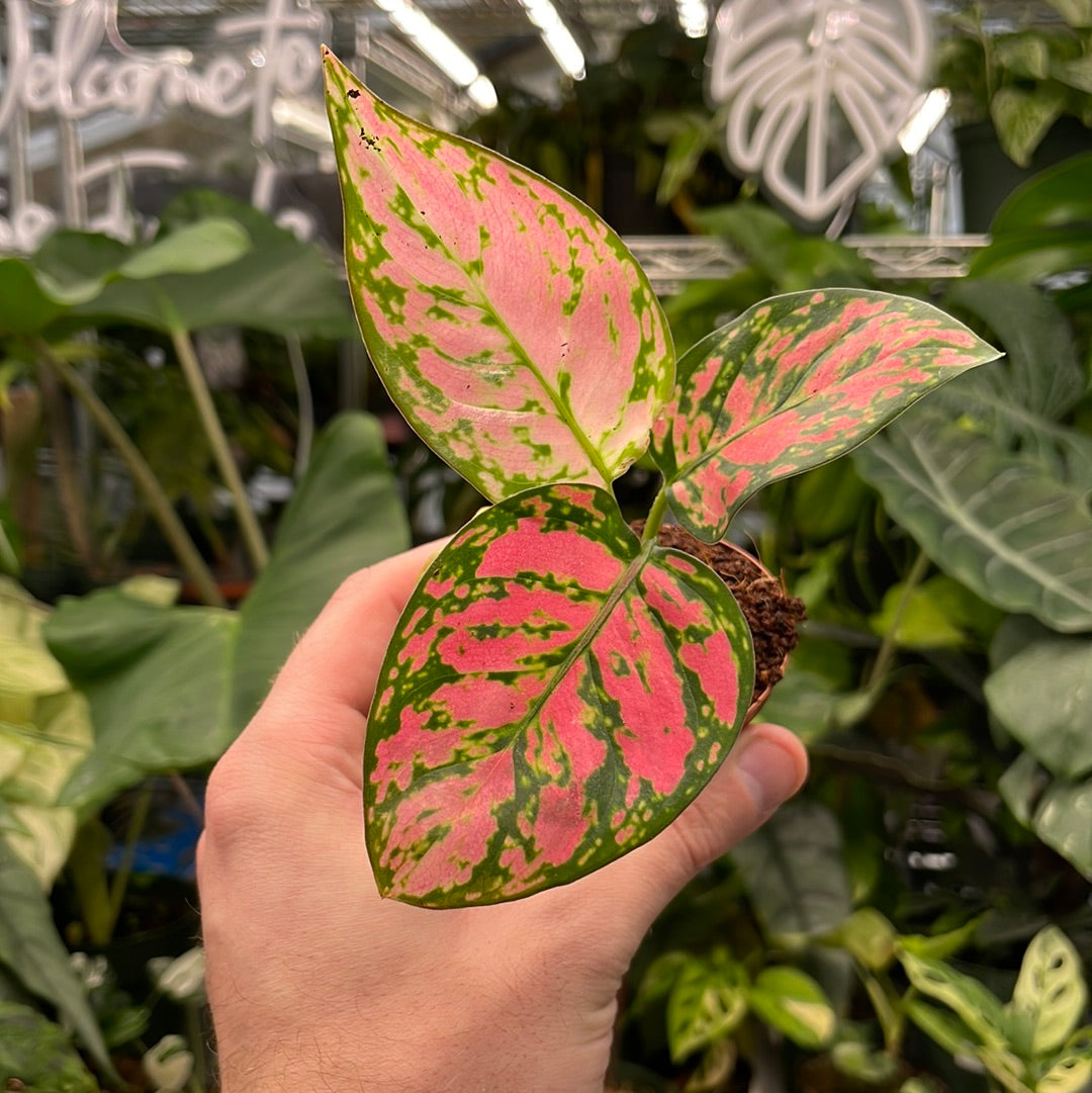 Aglaonema Ruby