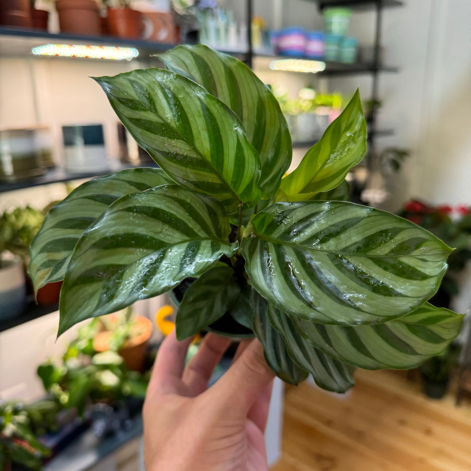 Calathea Freddie