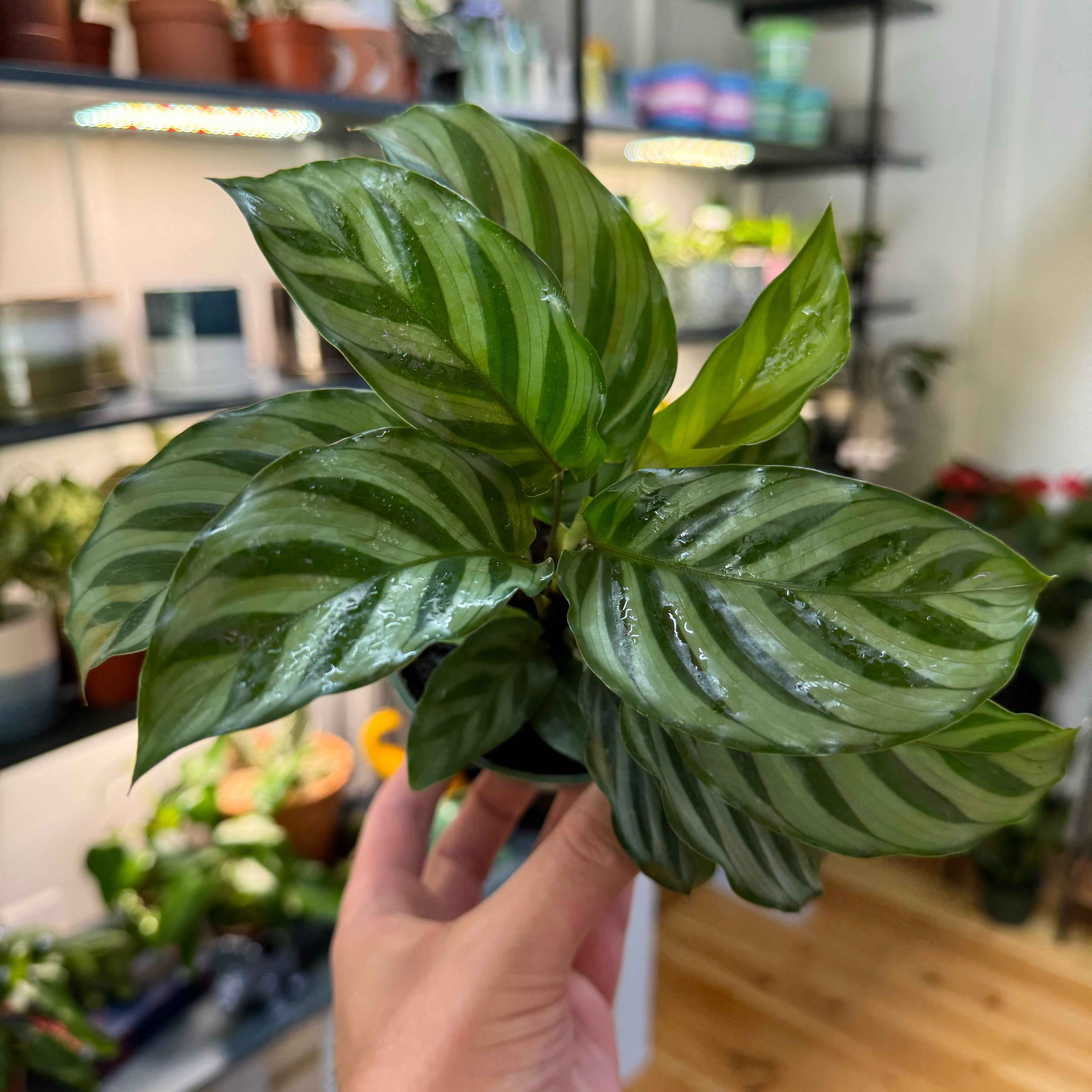 Calathea Freddie