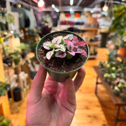 Hypoestes Polka Dot