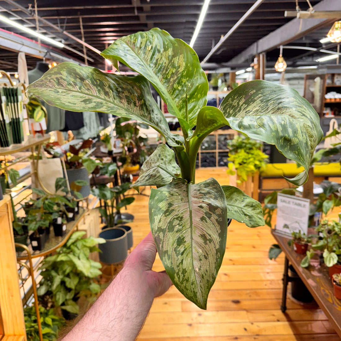 Dieffenbachia Panther