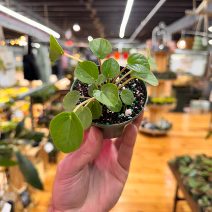 Peperomia Rana Verde