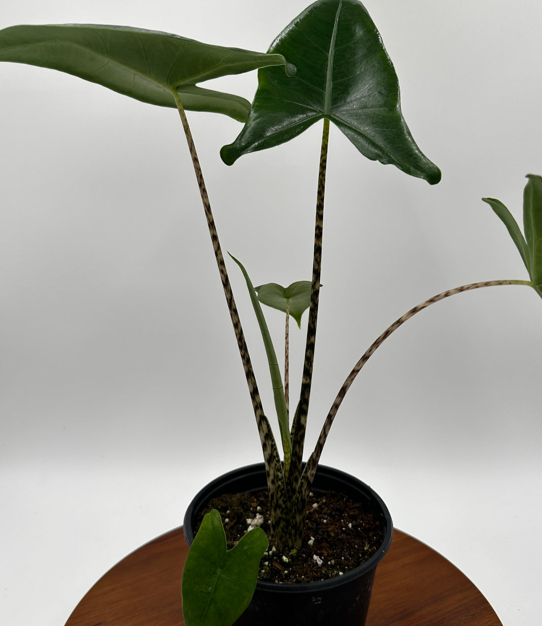 Alocasia Zebrina