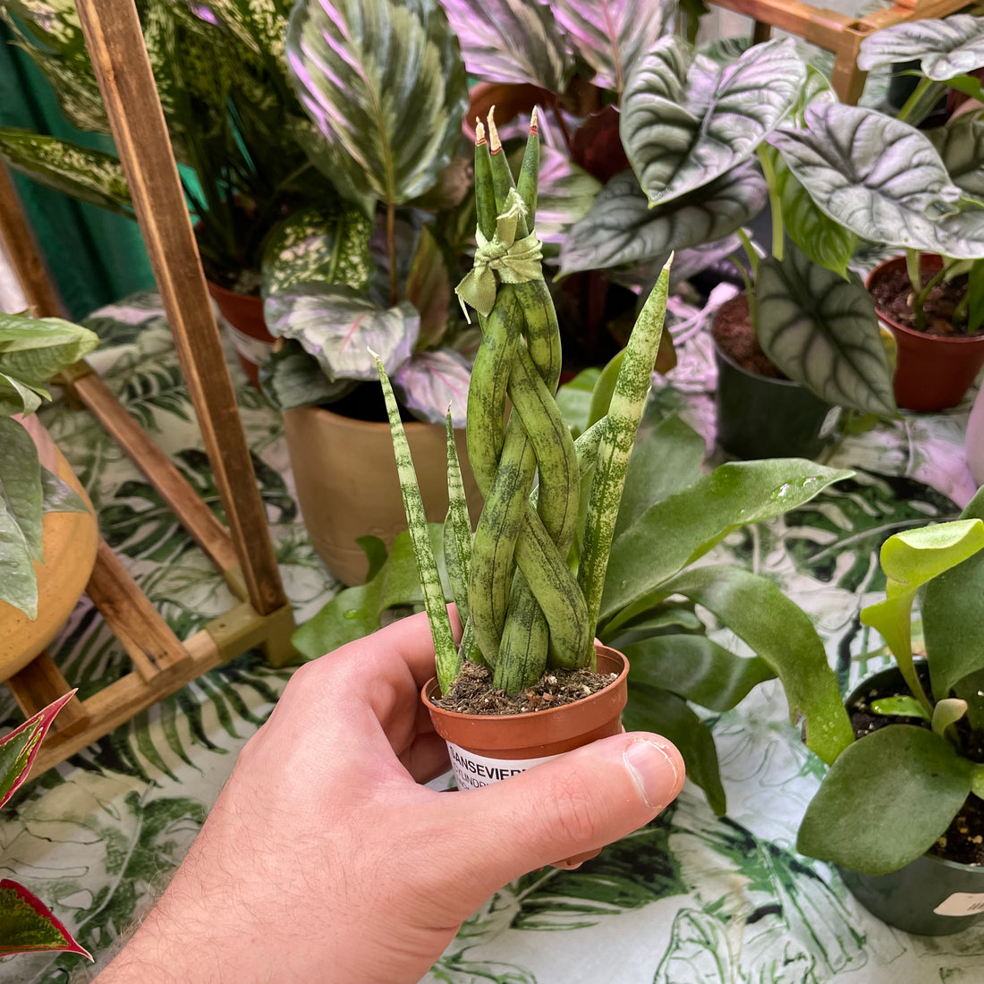 Sansevieria Cylindrica Braided