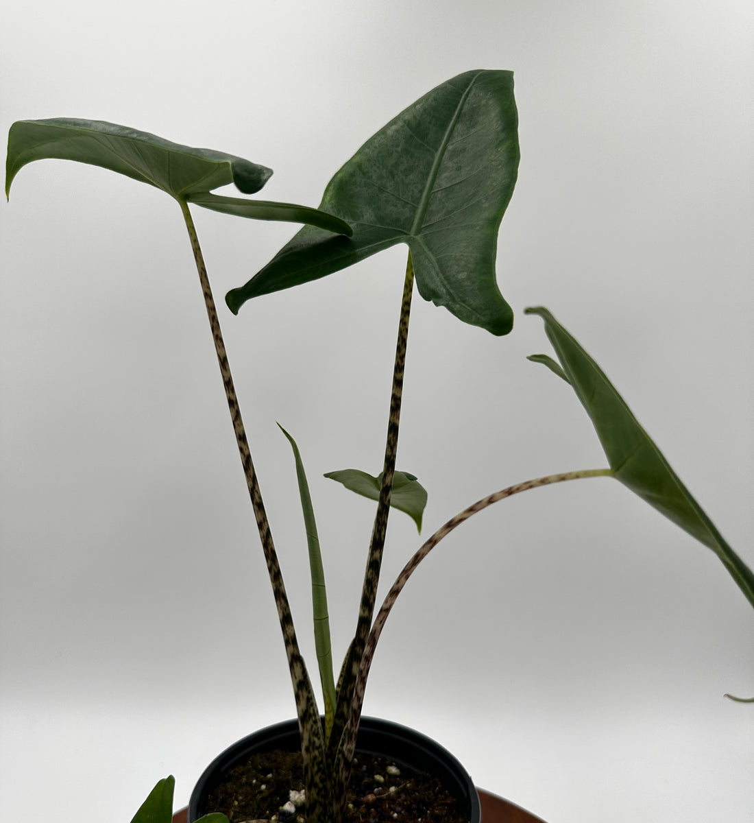 Alocasia Zebrina