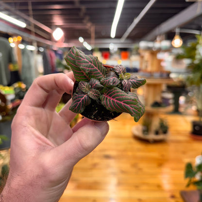 Fittonia Nerve Plant