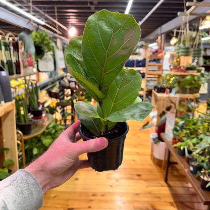 Ficus Lyrata ‘Fiddle Leaf Fig’