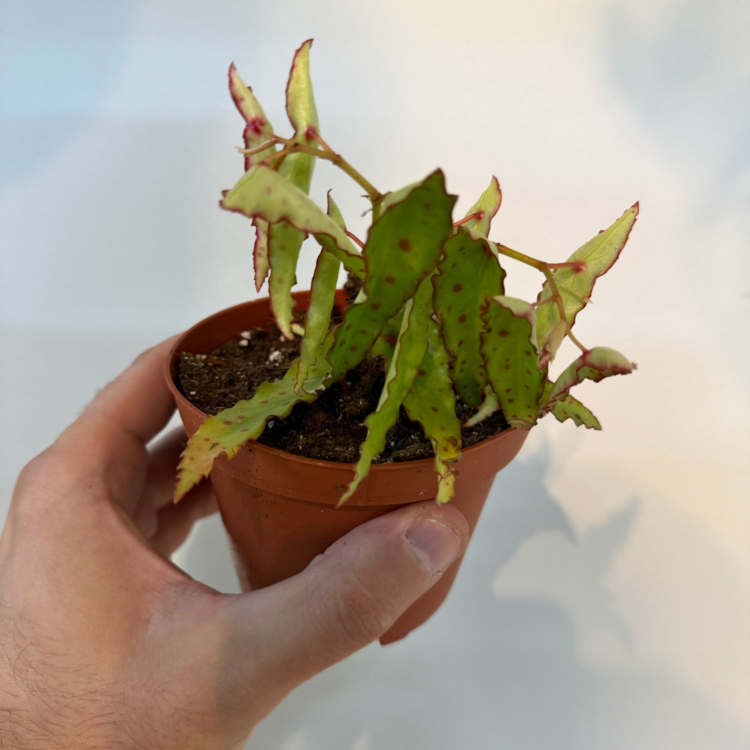 Begonia Amphioxus