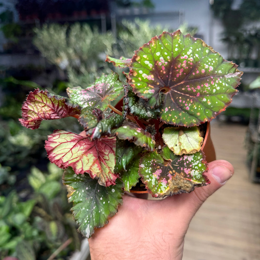 Begonia Christmas Cheer