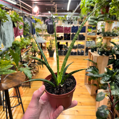 Sansevieria Fernwood Mikado