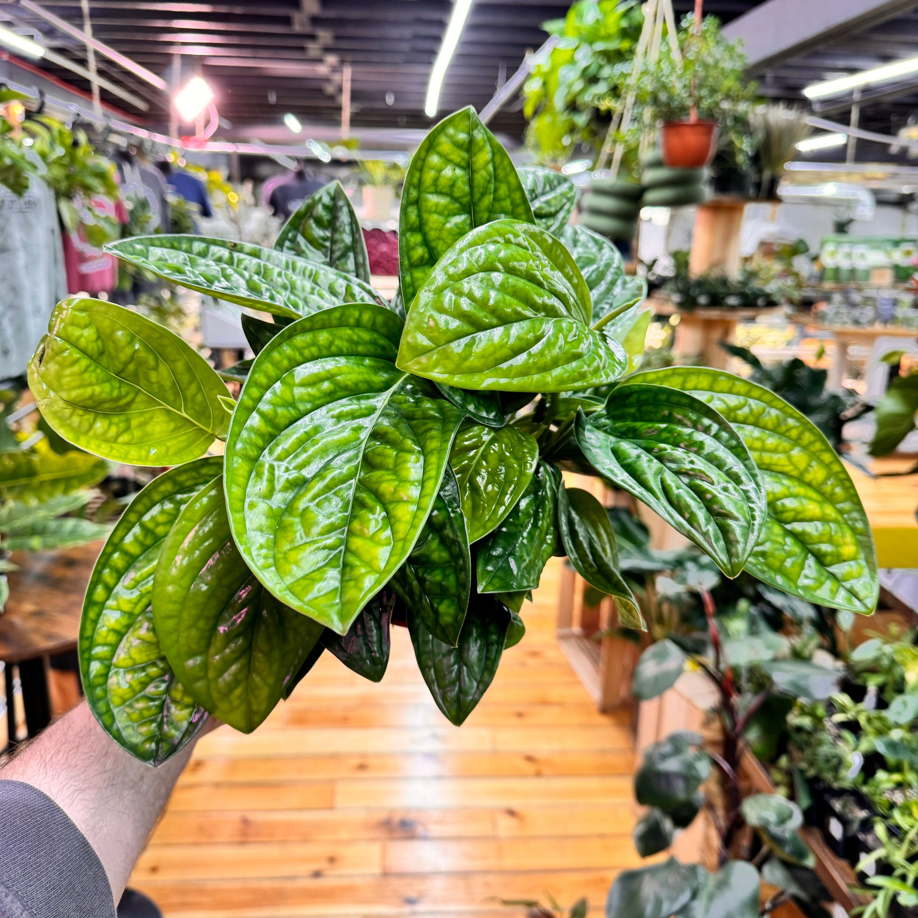 Monstera Peru