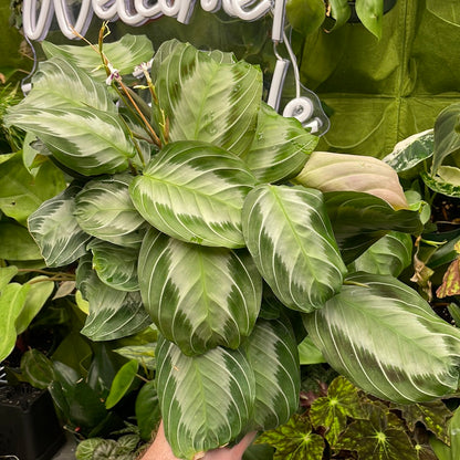 Maranta Silver Band