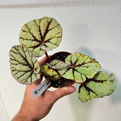 Begonia Fedor