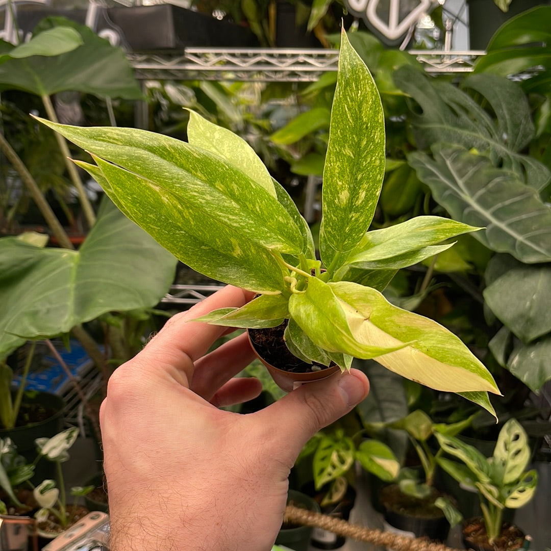 Philodendron Ring of Fire