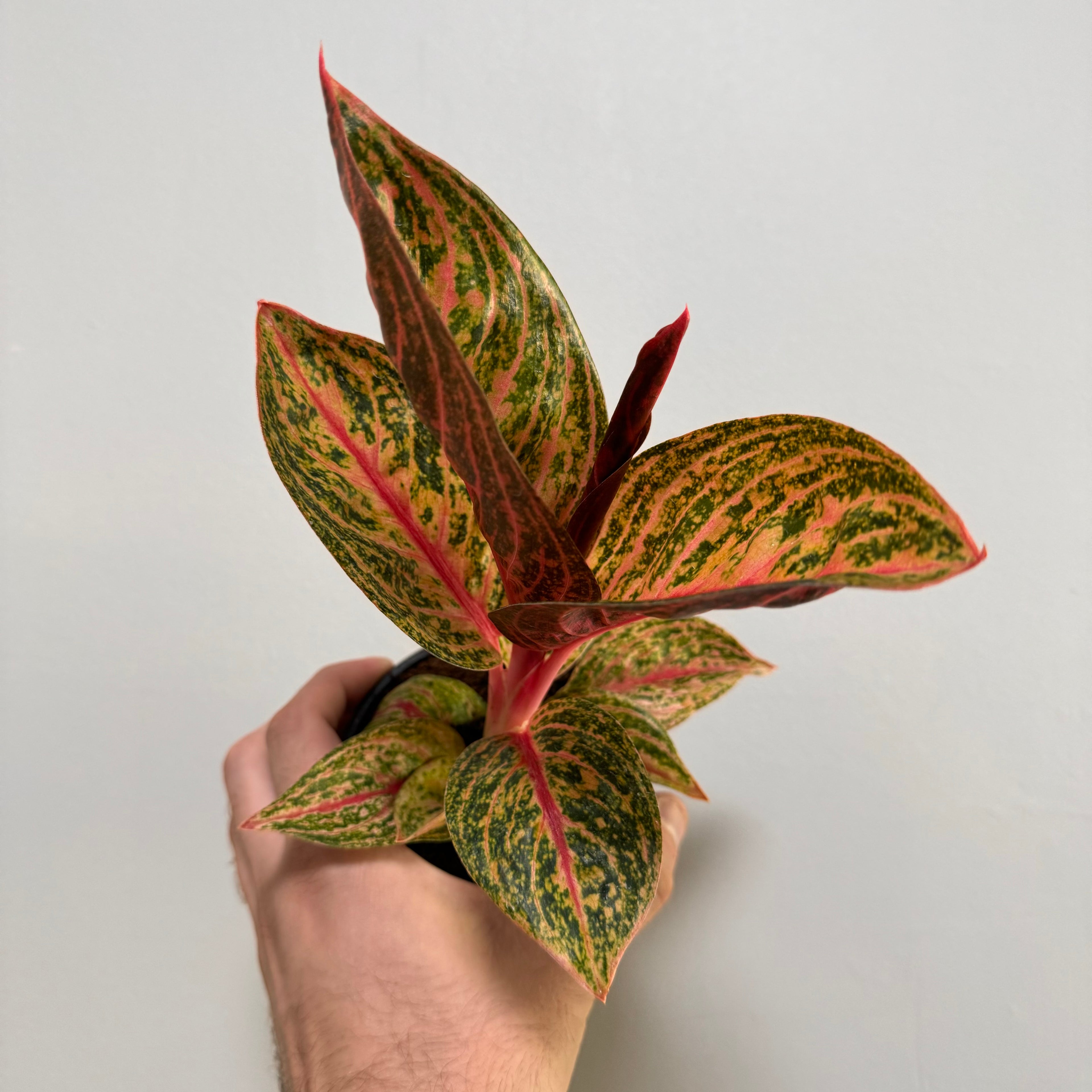 Aglaonema Gold Powder