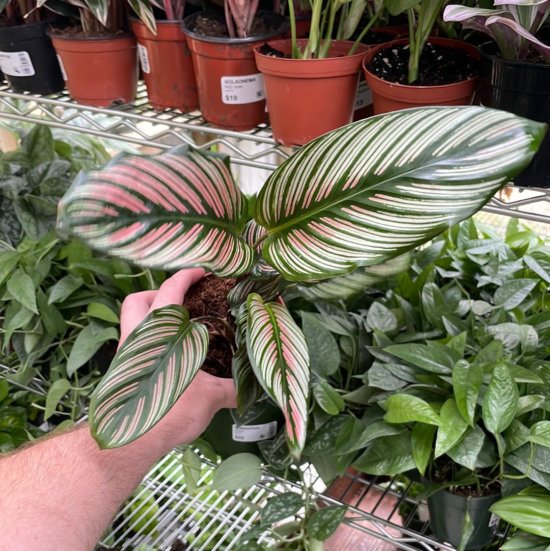 Calathea White Star